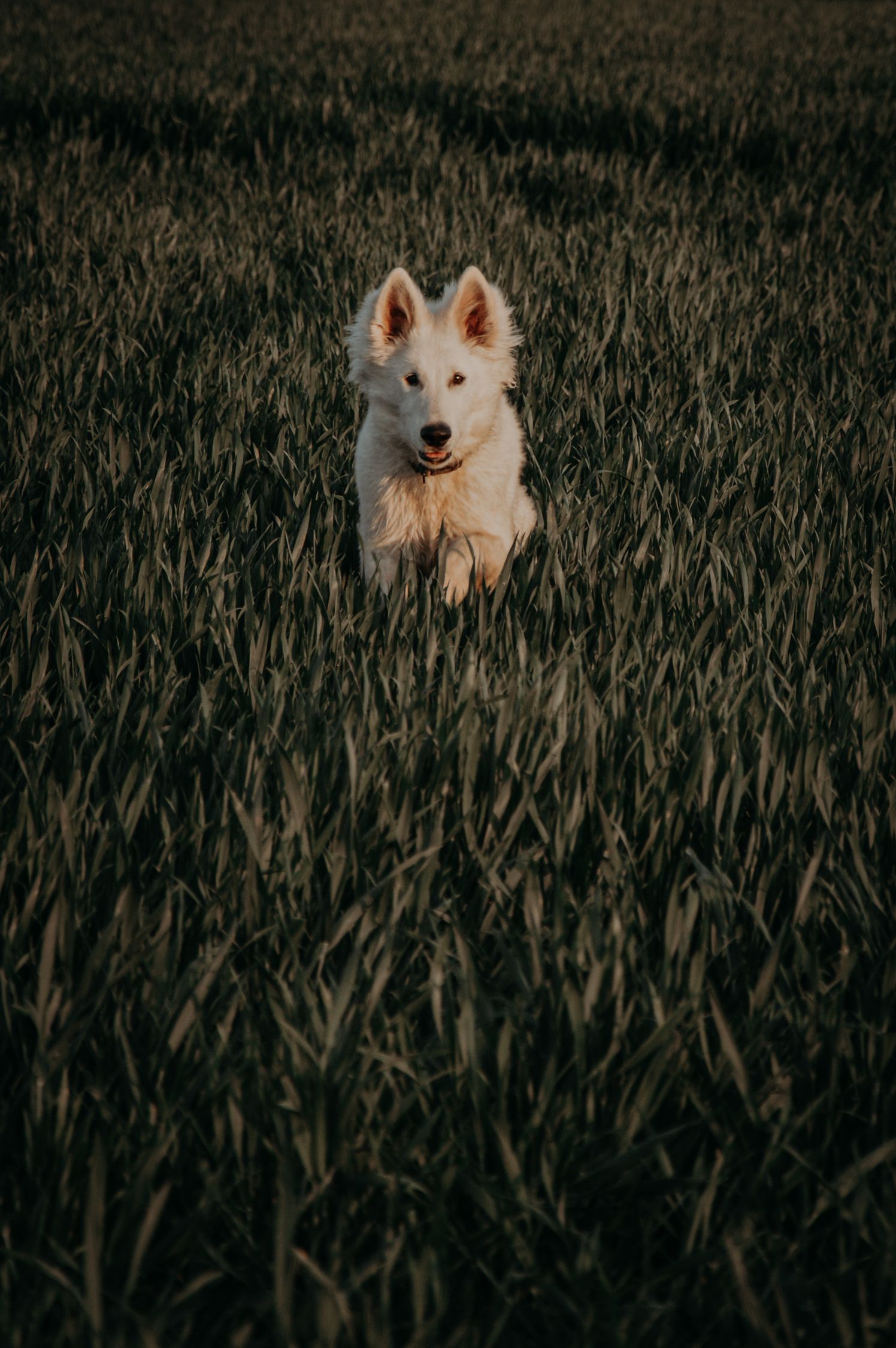 Kirua running in a field