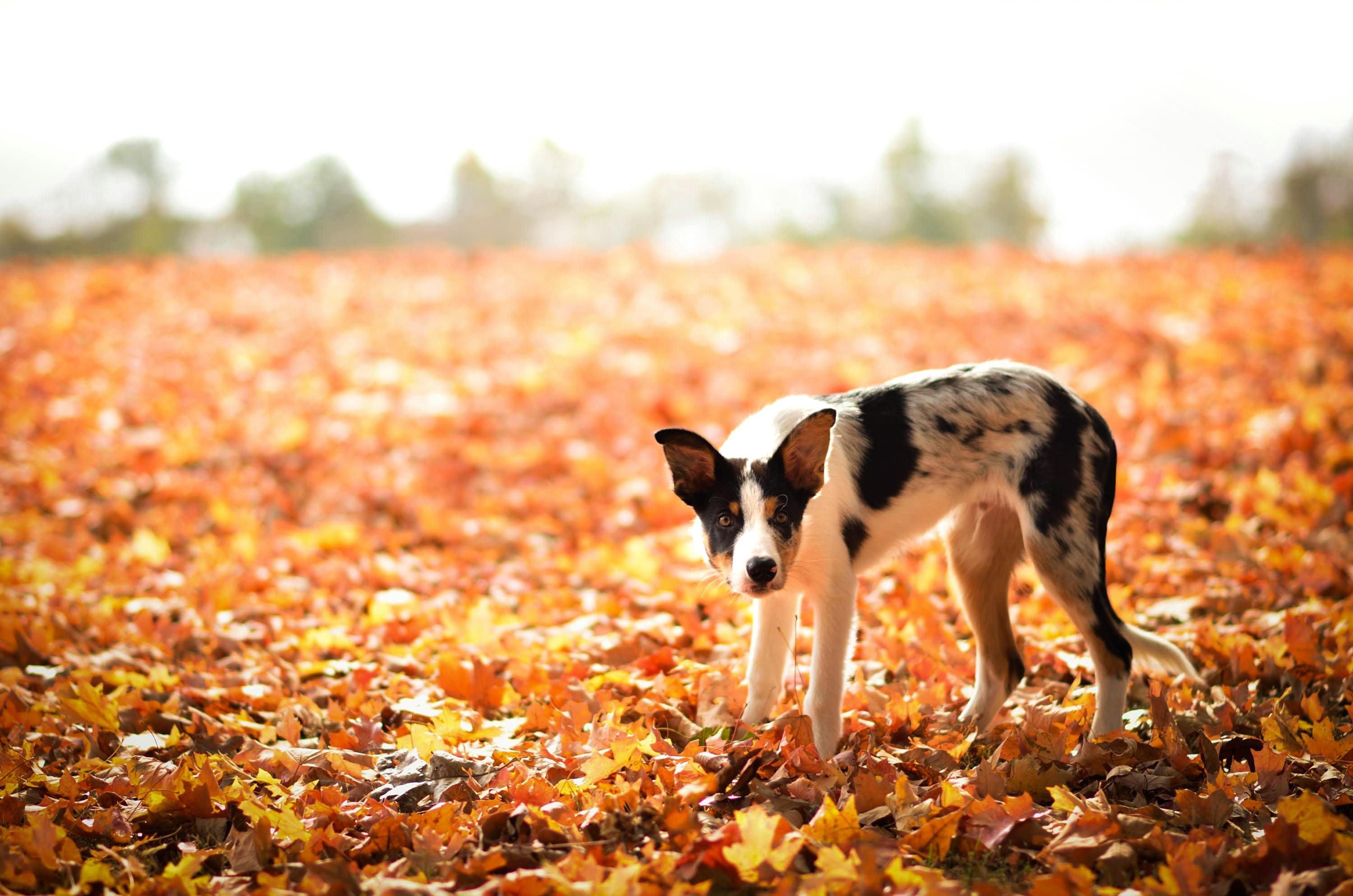 Kirua playing in the forest