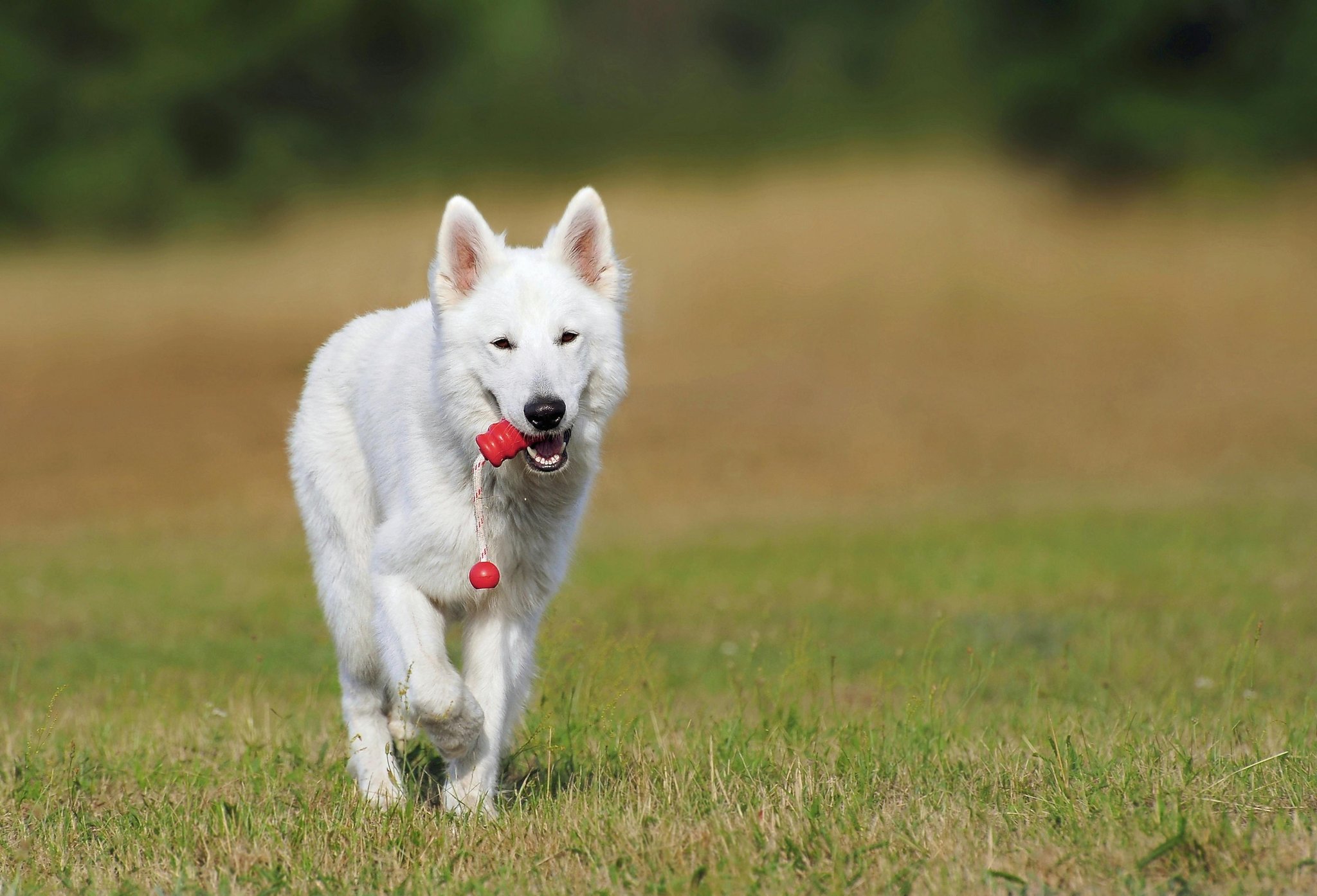 Kirua on green grass