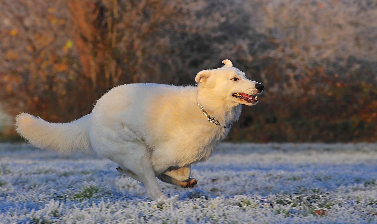Kirua running playfully