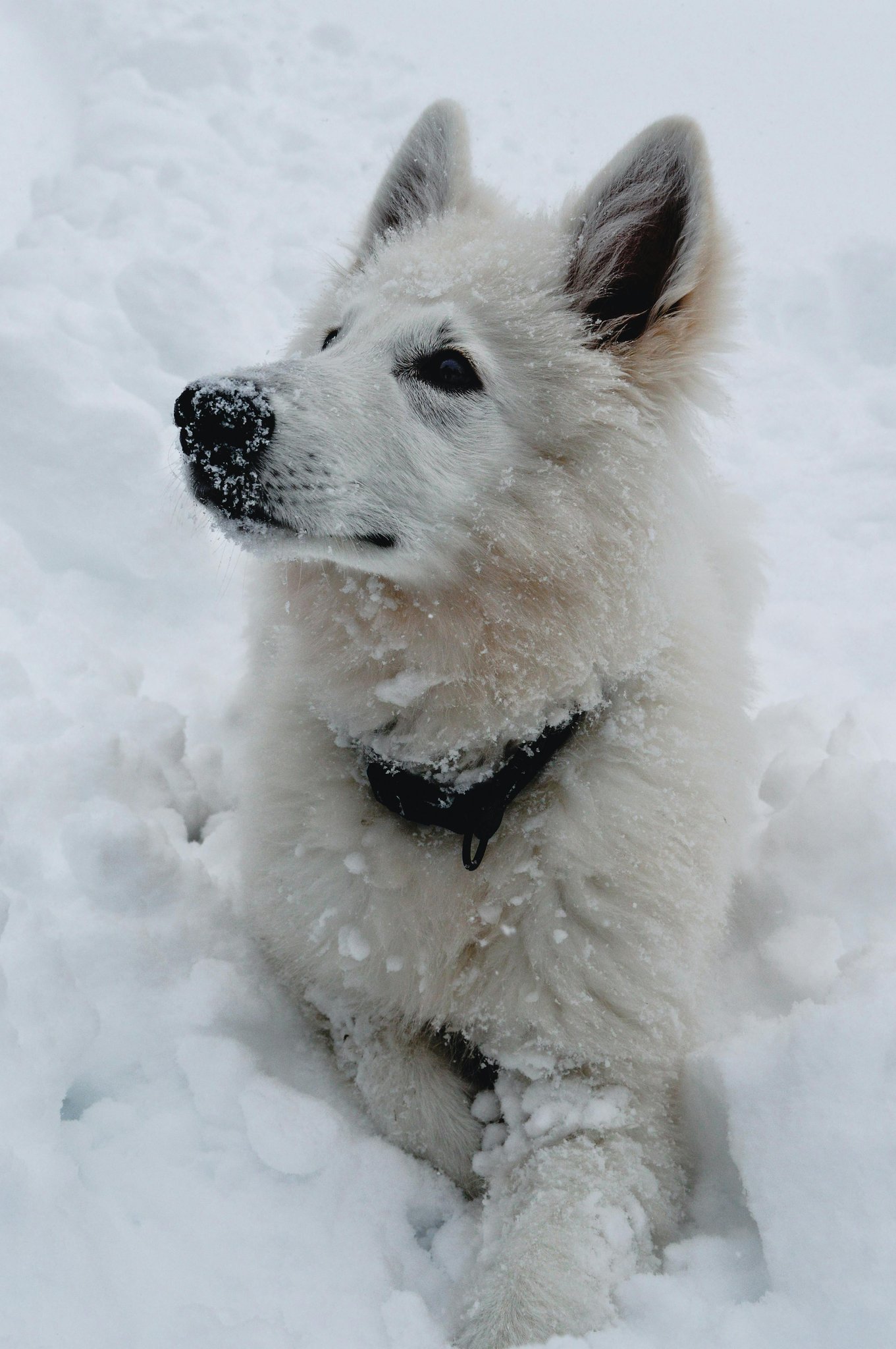 Kirua in the snow