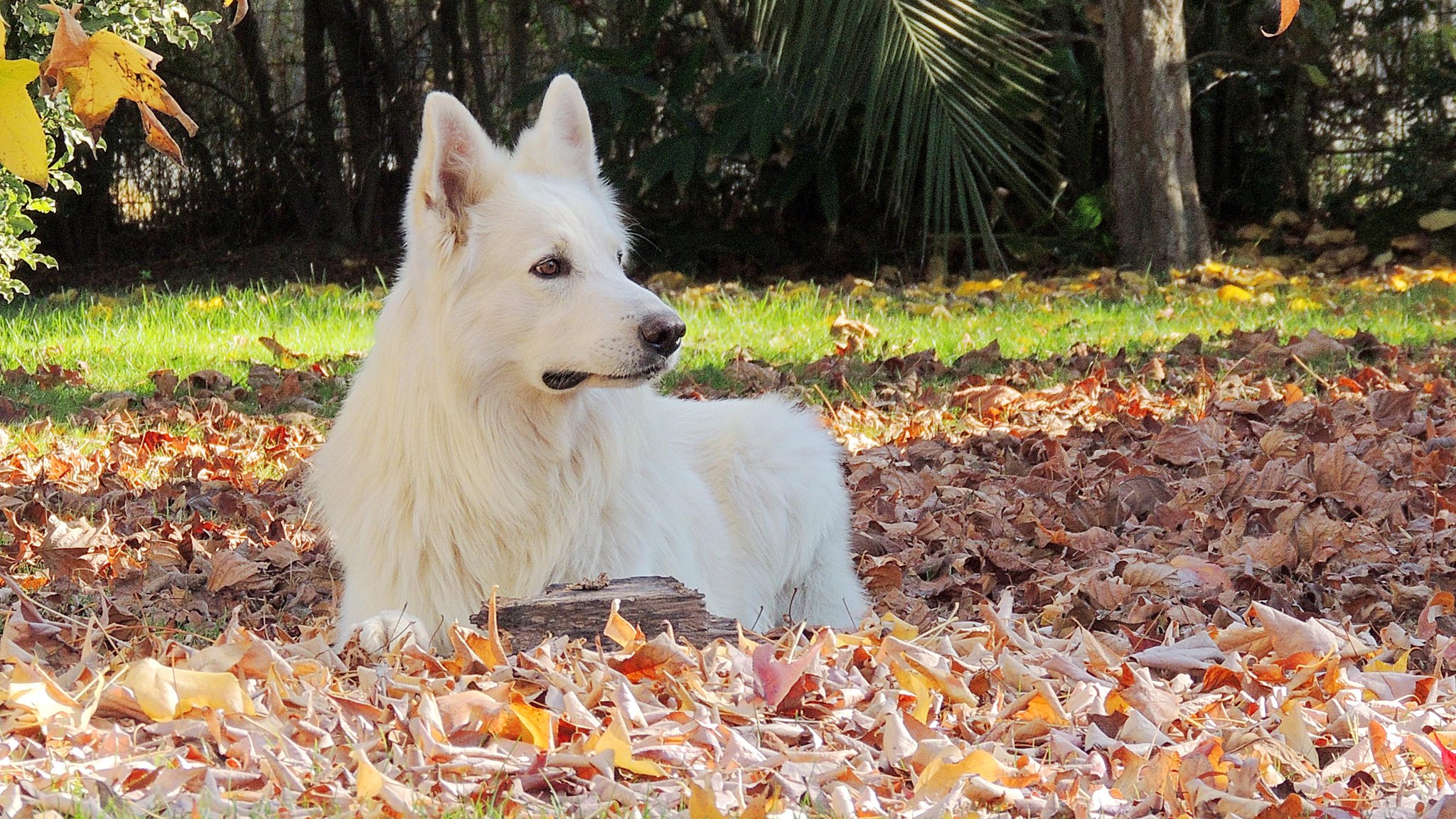 Kirua the Swiss Shepherd